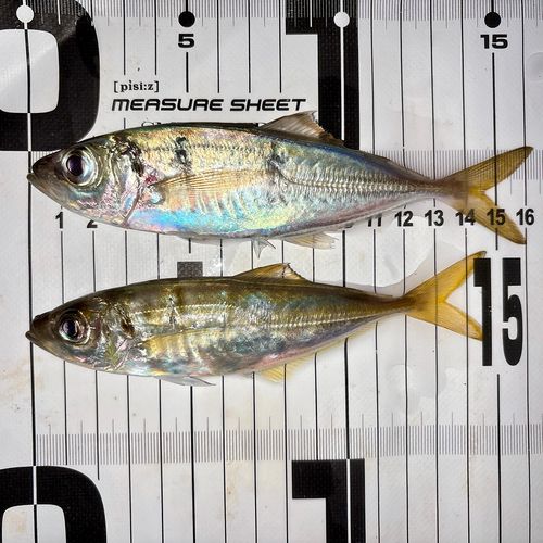 アジの釣果