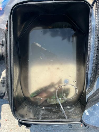 クチブトグレの釣果
