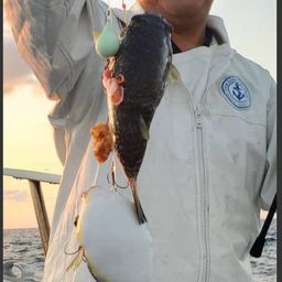 ショウサイフグ