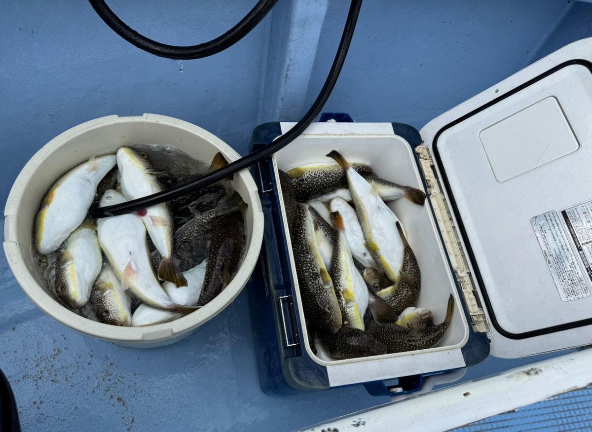 kunchanさんの釣果 2枚目の画像