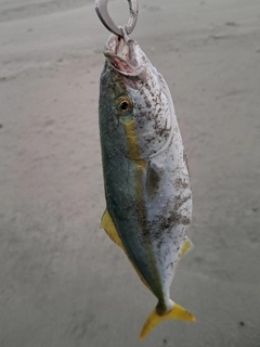 ワカシの釣果