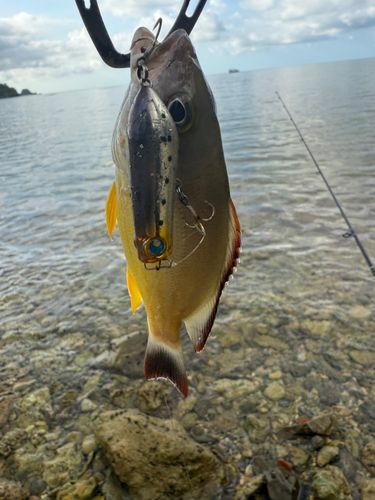 オキフエダイの釣果