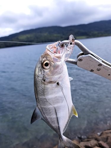 メッキの釣果