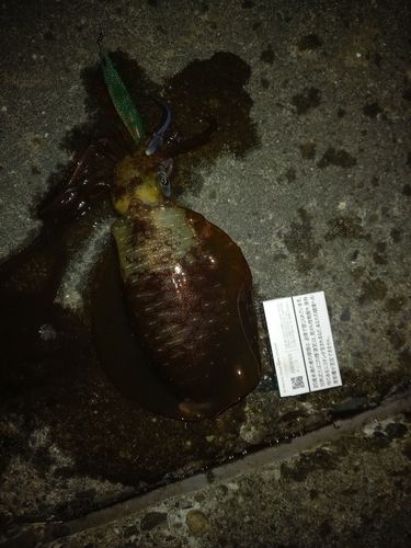 アオリイカの釣果