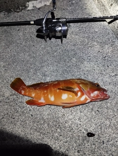 アカハタの釣果