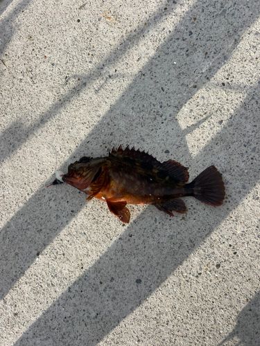 カサゴの釣果