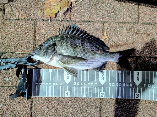 クロダイの釣果