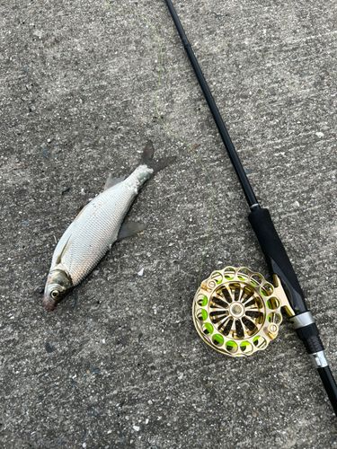 ワタカの釣果