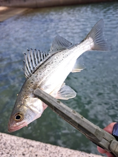 セイゴ（マルスズキ）の釣果