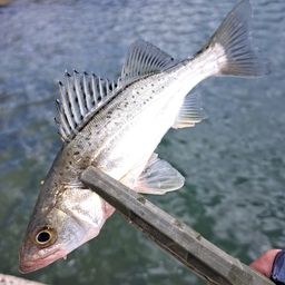 セイゴ（マルスズキ）