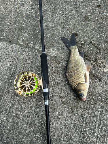 フナの釣果