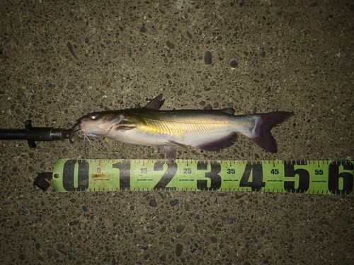 アメリカナマズの釣果