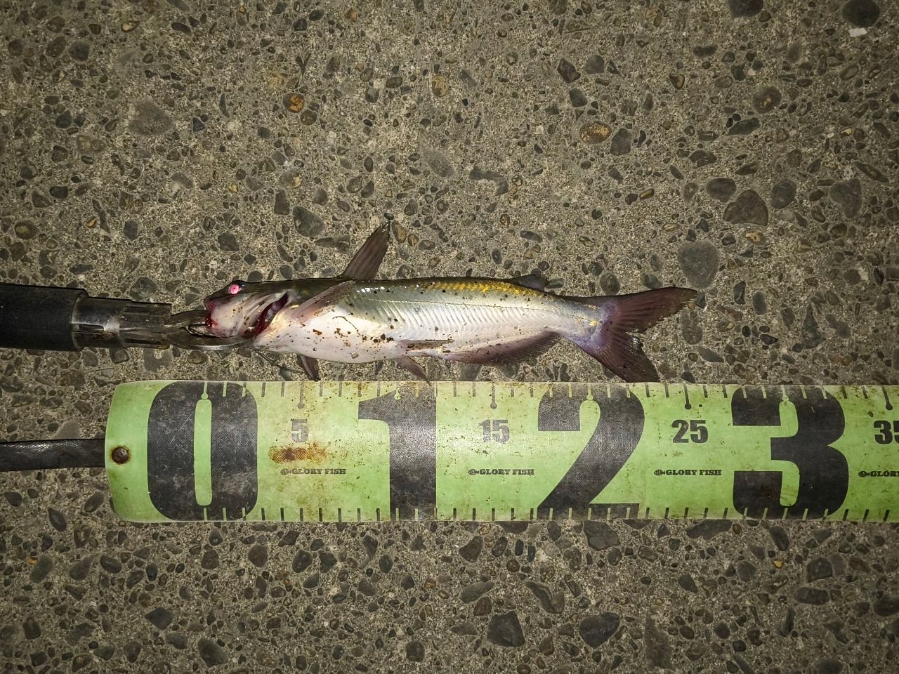 アメリカナマズ