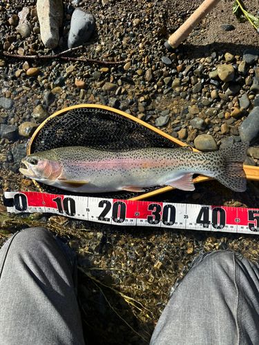 ニジマスの釣果