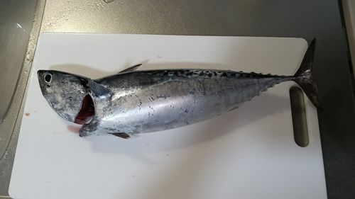 マルソウダの釣果