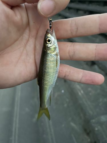 オイカワの釣果