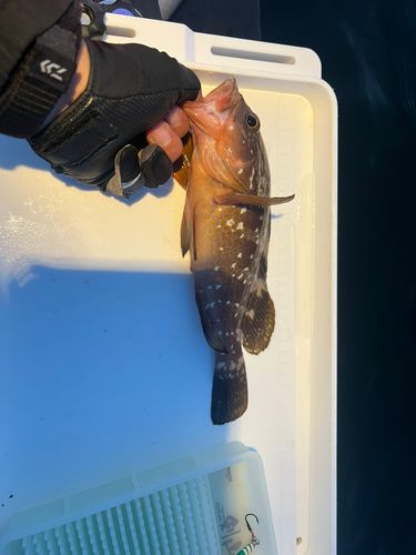 タイの釣果