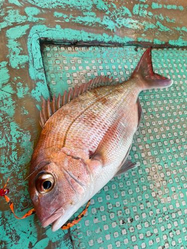 マダイの釣果