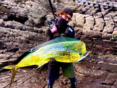 シイラの釣果