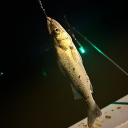 セイゴ（タイリクスズキ）