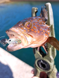キジハタの釣果