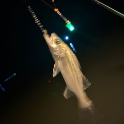 セイゴ（タイリクスズキ）