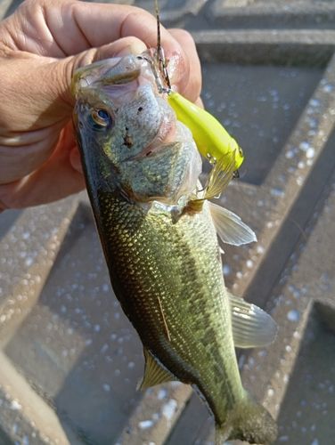 ラージマウスバスの釣果