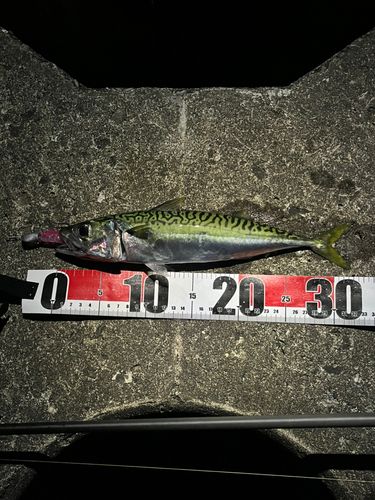 サバの釣果