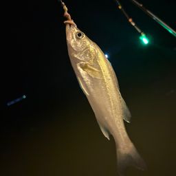 セイゴ（タイリクスズキ）