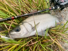 セイゴ（ヒラスズキ）の釣果