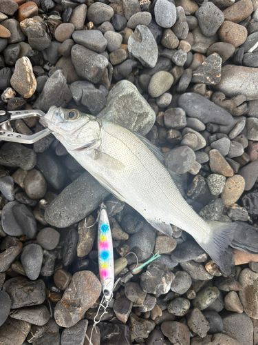 ニベの釣果