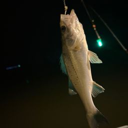 セイゴ（タイリクスズキ）