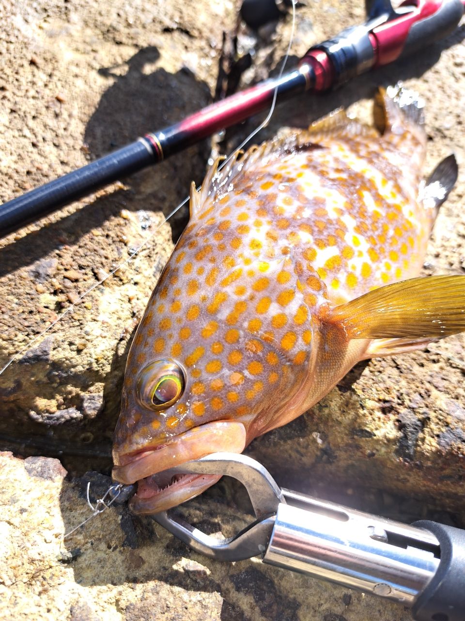 DAIWA 20月下美人 メバルモデル 76L-Tの最安値・インプレ・釣果