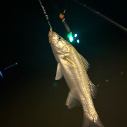 セイゴ（タイリクスズキ）