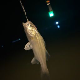 セイゴ（タイリクスズキ）