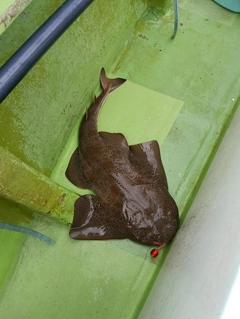 カスザメの釣果