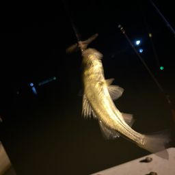 セイゴ（タイリクスズキ）