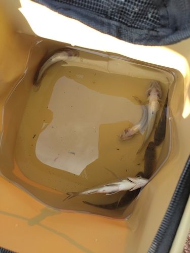 ハゼの釣果