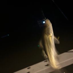 セイゴ（タイリクスズキ）