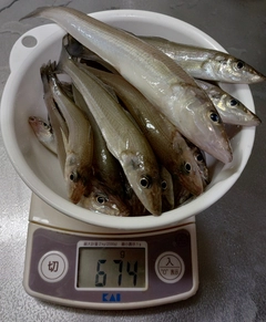 キスの釣果