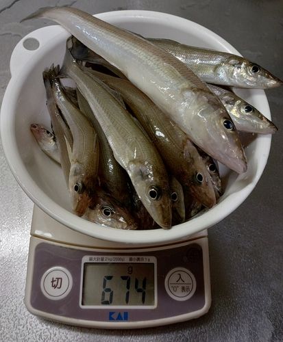 キスの釣果