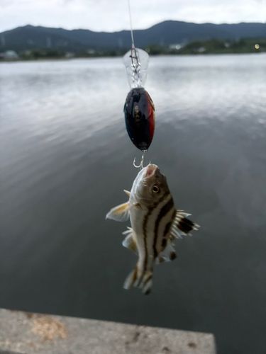 釣果