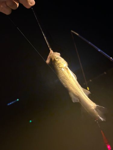 セイゴ（タイリクスズキ）の釣果