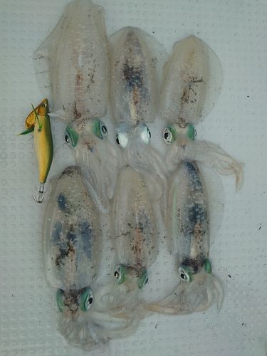 アオリイカの釣果