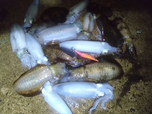 アオリイカの釣果