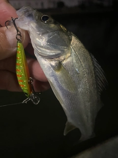 セイゴ（マルスズキ）の釣果