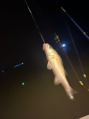 セイゴ（タイリクスズキ）の釣果