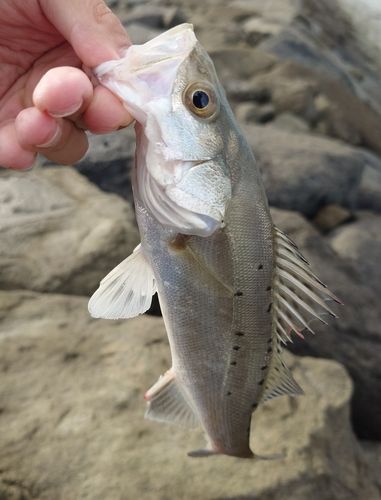 タイリクスズキの釣果