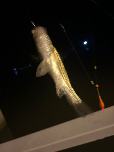 セイゴ（タイリクスズキ）の釣果