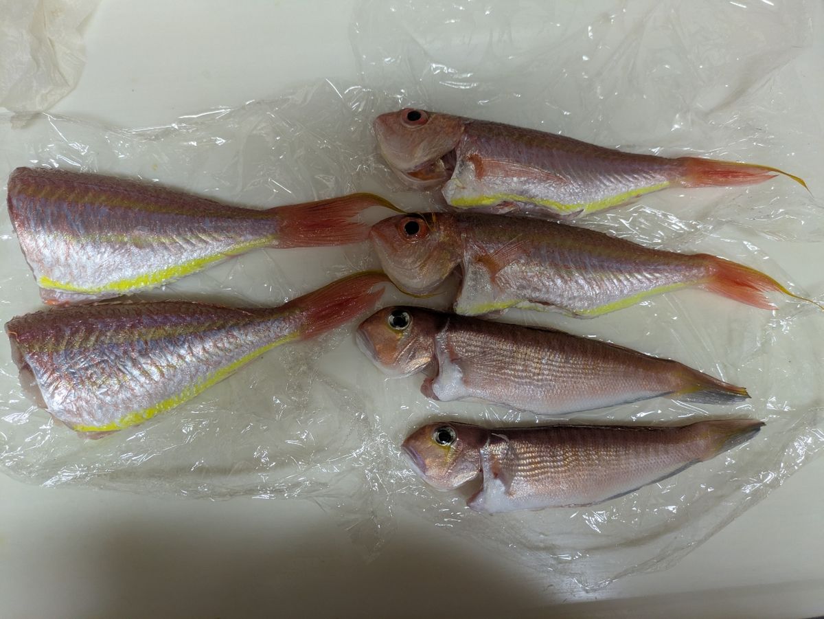 ゆりこさんの釣果 1枚目の画像